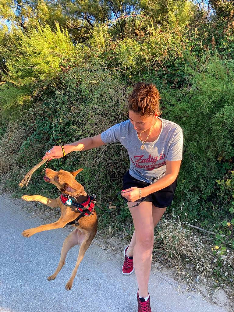 Myko participe au concours pour gagner de l'argent avec cette photo : adventure, canidae, carnivore, dog, dog_breed, exercise, fawn, fun, jumping, leg, recreation, running, sporting_group, summer, trail, vacation, walking