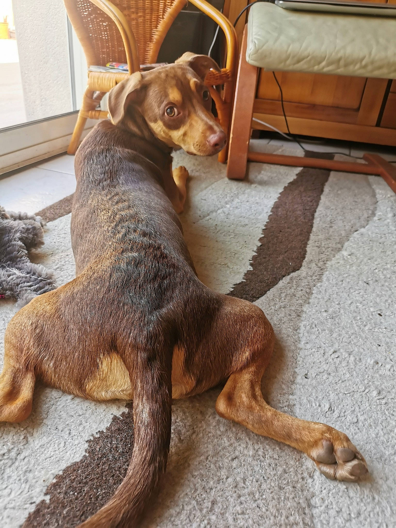 Myko a rejoint le concours — aidez-le/la à gagner de superbes lots ! canidae, carnivore, dog, dog_breed, fawn, tail