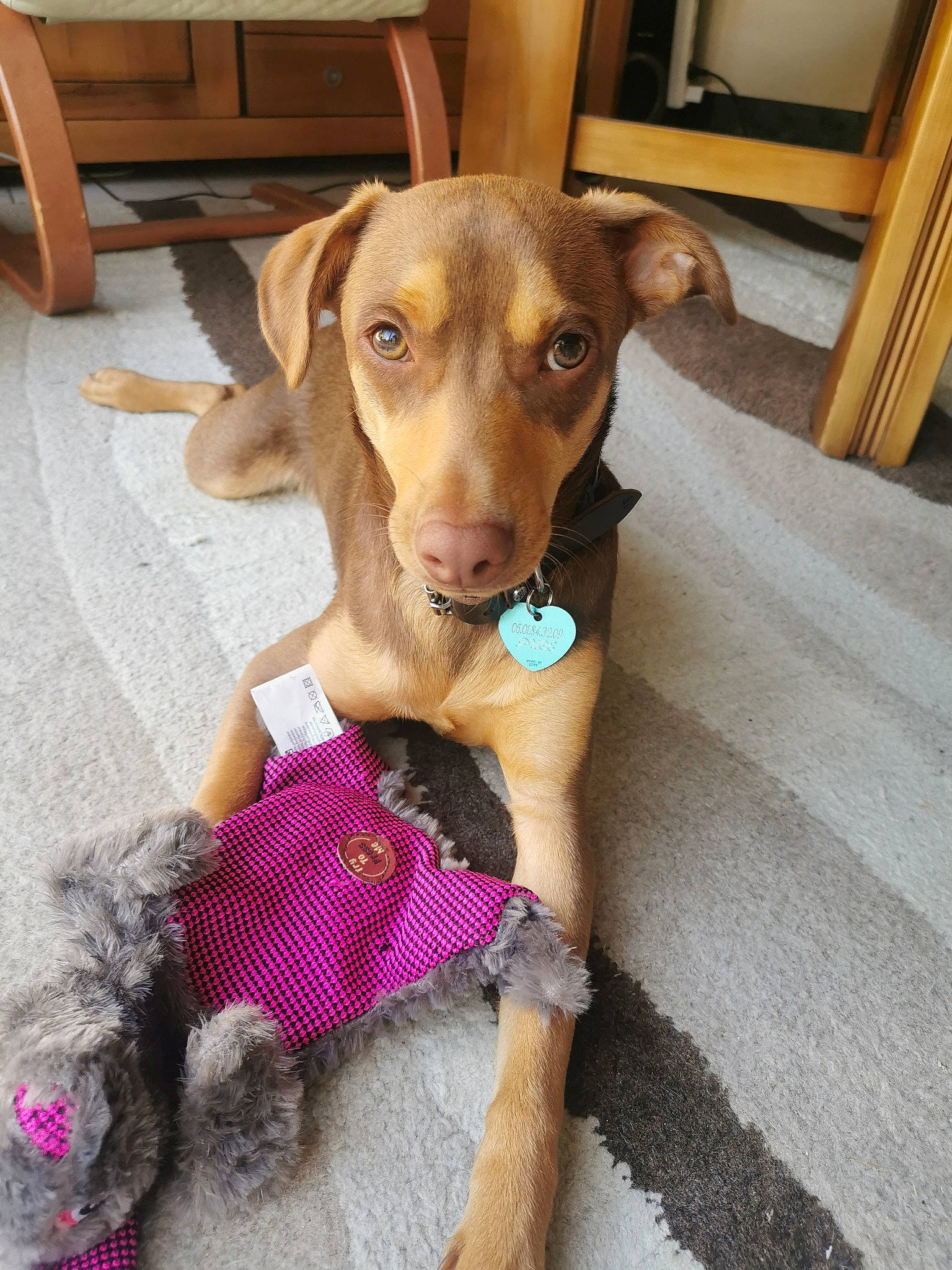 Myko participe au concours pour gagner de l'argent avec cette photo : beagador, canidae, carnivore, companion_dog, dog, dog_breed, fawn, hunting_dog, liver, snout, sporting_group, vizsla, weimaraner, working_dog