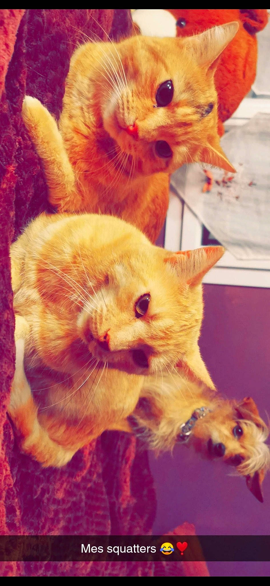 Chapi a rejoint le concours — aidez-le/la à gagner de superbes lots ! american_curl, asian, carnivore, cat, claw, domestic_short_haired_cat, european_shorthair, fawn, felidae, german_rex, kitten, paw, polydactyl_cat, small_to_medium_sized_cats, snout, tabby_cat, tail, whiskers