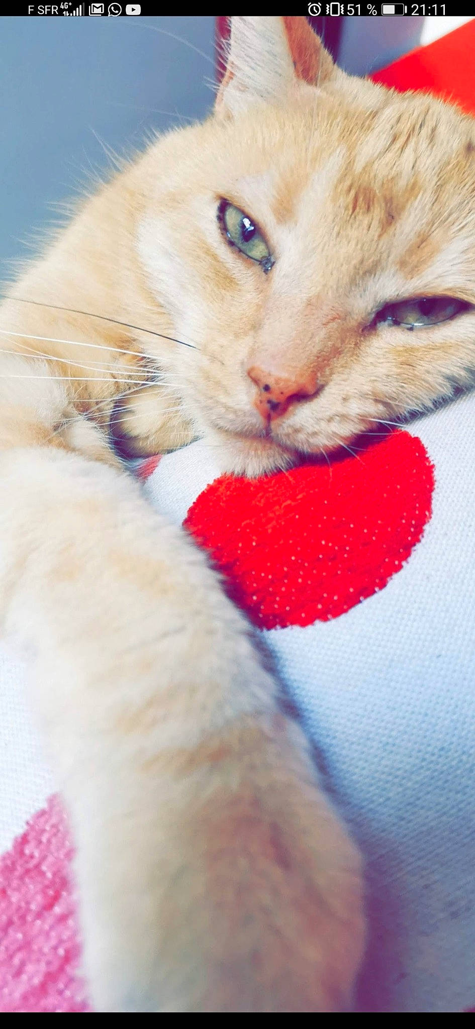 Chapi a rejoint le concours — aidez-le/la à gagner de superbes lots ! carnivore, cat, claw, colorpoint_shorthair, european_shorthair, felidae, fur, kitten, nose, ojos_azules, paw, polydactyl_cat, small_to_medium_sized_cats, snout, whiskers