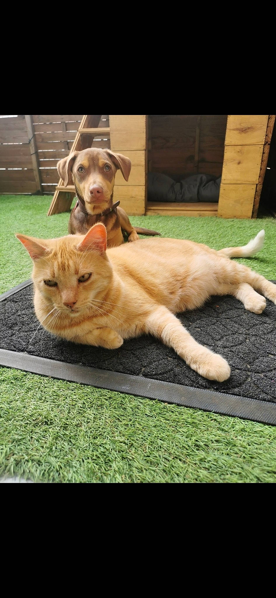 Chapi a rejoint le concours — aidez-le/la à gagner de superbes lots ! canidae, carnivore, cat, companion_dog, dog, dog_breed, fawn, felidae, golden_retriever, grass, kitten, mammal, photo_caption, retriever, small_to_medium_sized_cats, sporting_group, tabby_cat, tail, whiskers