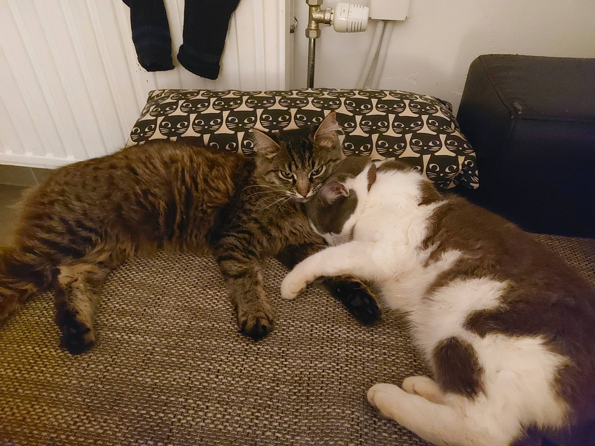 Sally a rejoint le concours — aidez-le/la à gagner de superbes lots ! bed, carnivore, cat, claw, comfort, domestic_short_haired_cat, felidae, flooring, fur, lamp, mammal, nap, paw, room, small_to_medium_sized_cats, snout, tail, terrestrial_animal, whiskers, wood