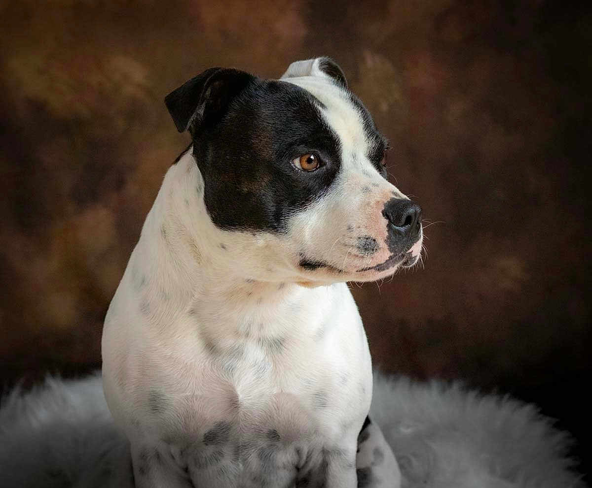 Panda participe au concours pour gagner de l'argent avec cette photo : dog, black_and_white, pet, animal, portrait, canine, sitting, fur, closeup, fluffy, indoor, brown_background, calm, thoughtful, cute, mammal, domestic_animal, studio, companion, profile