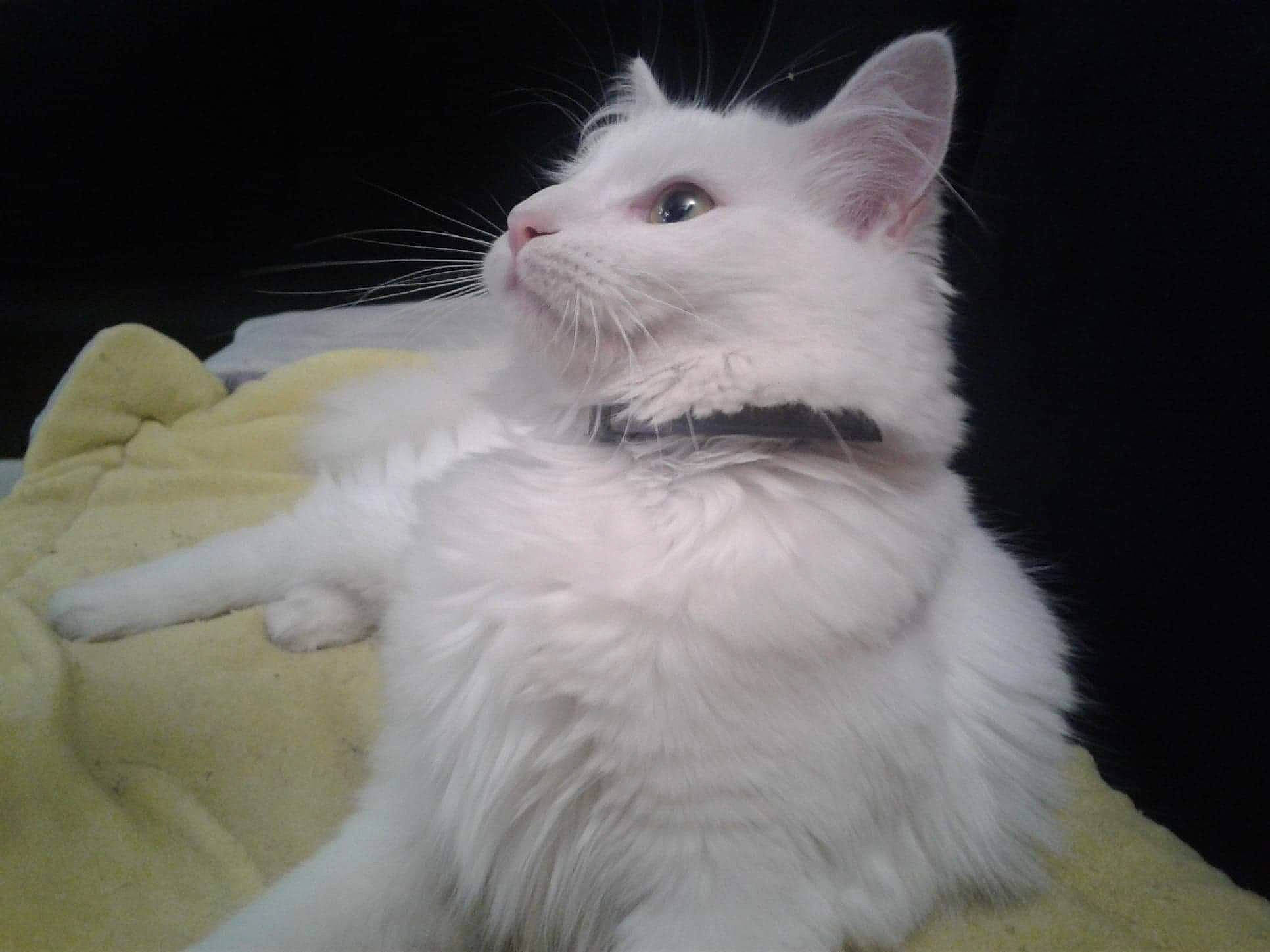 White a rejoint le concours — aidez-le/la à gagner de superbes lots ! american_curl, carnivore, cat, domestic_long_haired_cat, felidae, japanese_bobtail, javanese, khao_manee, kitten, mammal, napoleon_cat, norwegian_forest_cat, ragamuffin, ragdoll, small_to_medium_sized_cats, tail, turkish_angora, turkish_van, vertebrate, whiskers