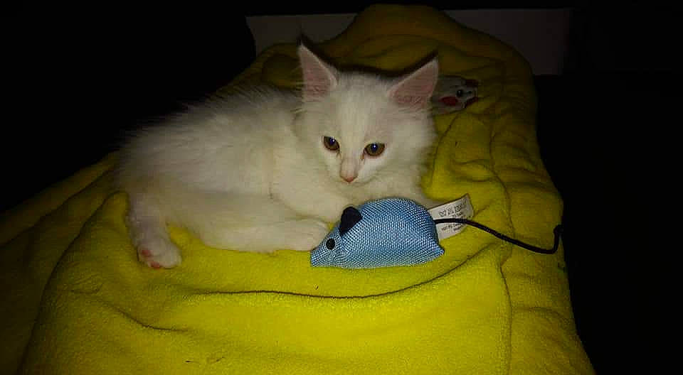 White a rejoint le concours — aidez-le/la à gagner de superbes lots ! burmilla, carnivore, cat, colorpoint_shorthair, domestic_short_haired_cat, felidae, khao_manee, kitten, mammal, small_to_medium_sized_cats, turkish_angora, turkish_van, vertebrate, whiskers