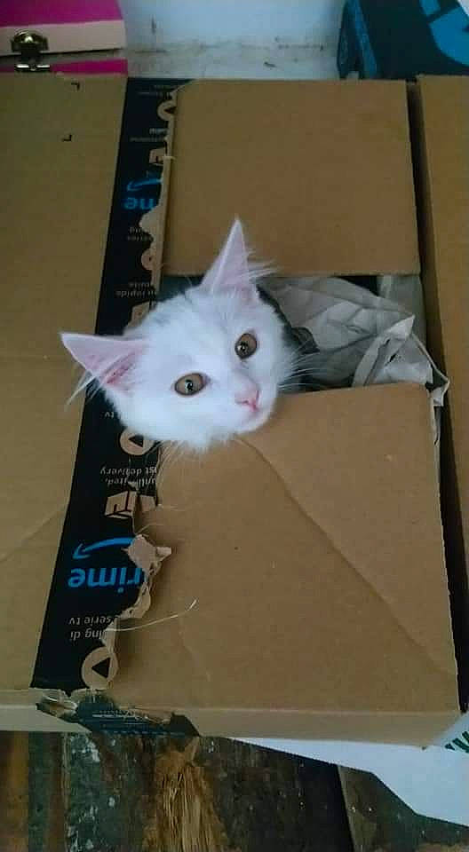 White participe au concours pour gagner de l'argent avec cette photo : box, cardboard, carnivore, carton, cat, domestic_short_haired_cat, felidae, kitten, norwegian_forest_cat, packaging_and_labeling, paper_bag, persian, plastic_bag, small_to_medium_sized_cats, turkish_angora, turkish_van, whiskers