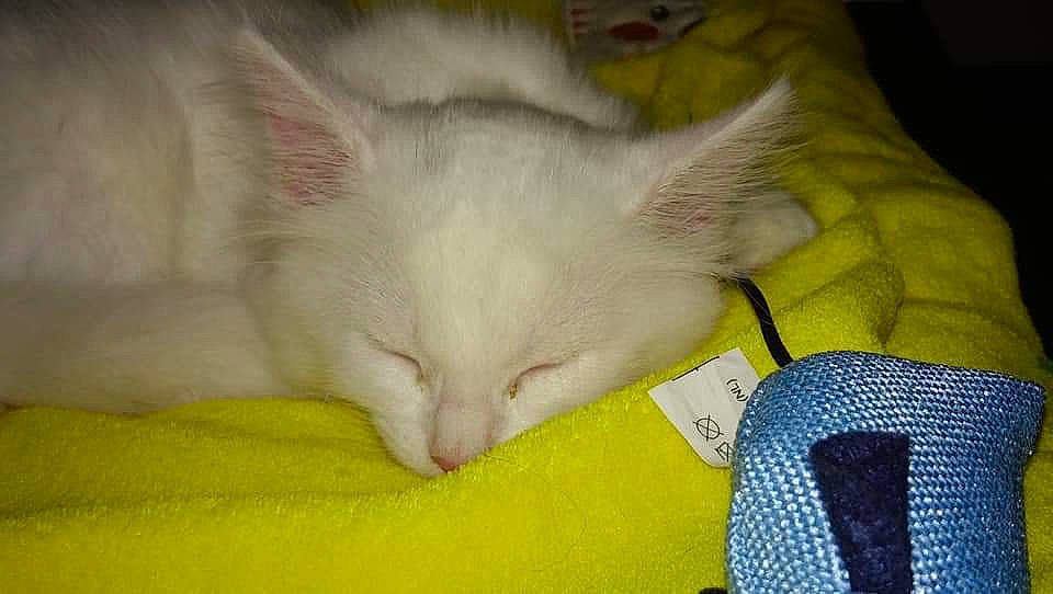 White a rejoint le concours — aidez-le/la à gagner de superbes lots ! burmilla, carnivore, cat, colorpoint_shorthair, domestic_long_haired_cat, domestic_short_haired_cat, eye, felidae, khao_manee, kitten, mammal, nap, ragdoll, small_to_medium_sized_cats, snout, turkish_angora, turkish_van, vertebrate, whiskers