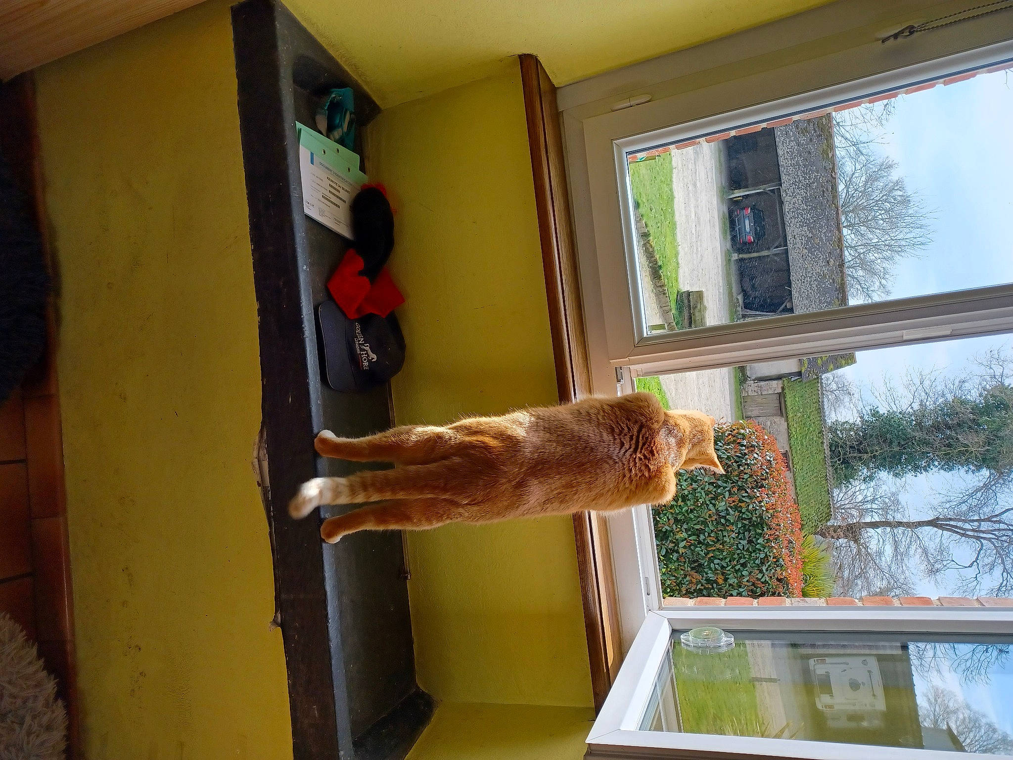 Carpette a rejoint le concours — aidez-le/la à gagner de superbes lots ! carnivore, door, fawn, felidae, fixture, flowerpot, hardwood, home_door, plant, room, sash_window, shade, small_to_medium_sized_cats, tail, tints_and_shades, tree, window, window_blind, wood, wood_stain