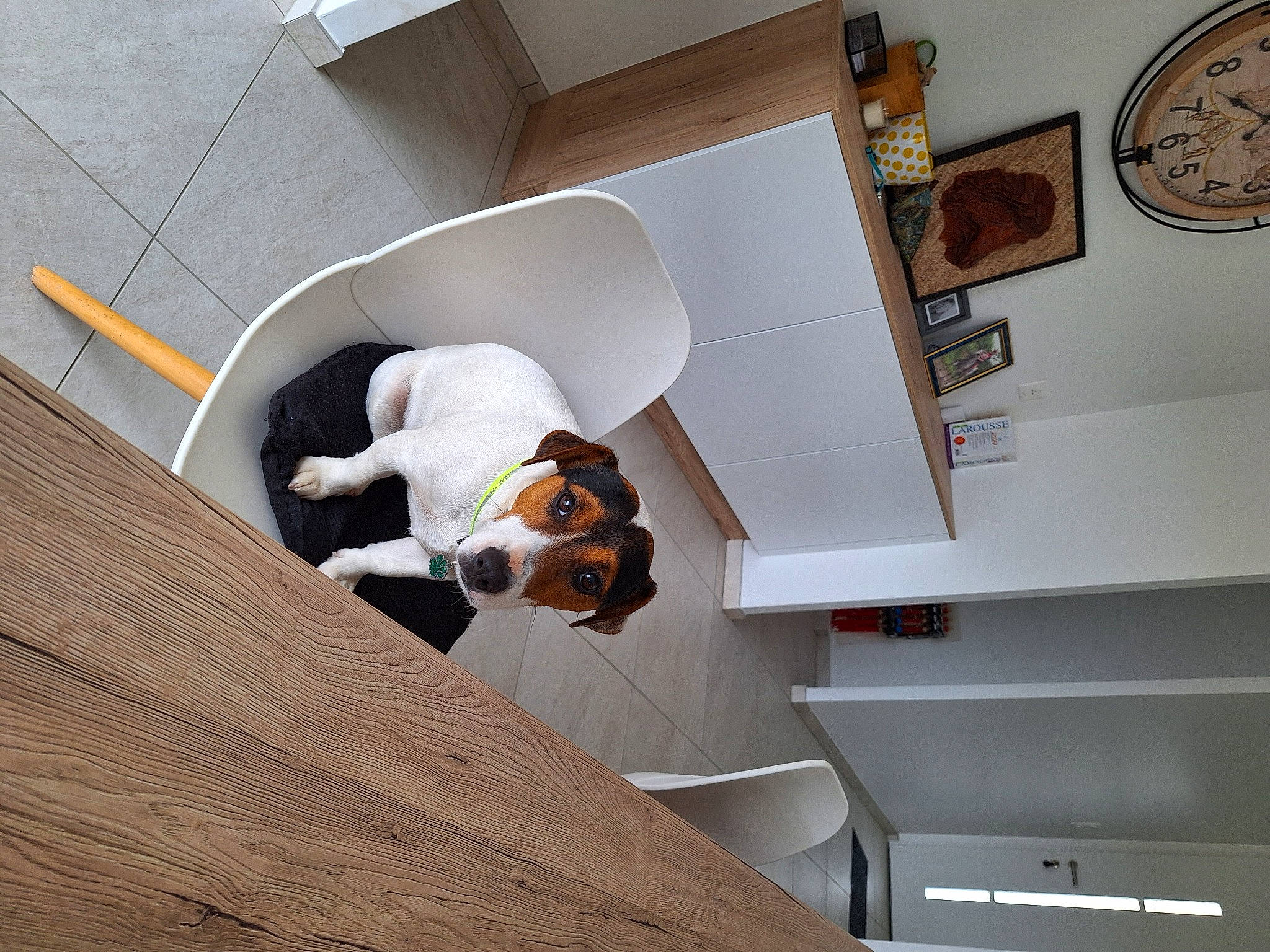 Tyron participe au concours pour gagner de l'argent avec cette photo : building, carnivore, ceiling, clock, comfort, companion_dog, dog, floor, flooring, hardwood, interior_design, metal, plywood, room, shelving, space, stairs, window, wood, working_animal