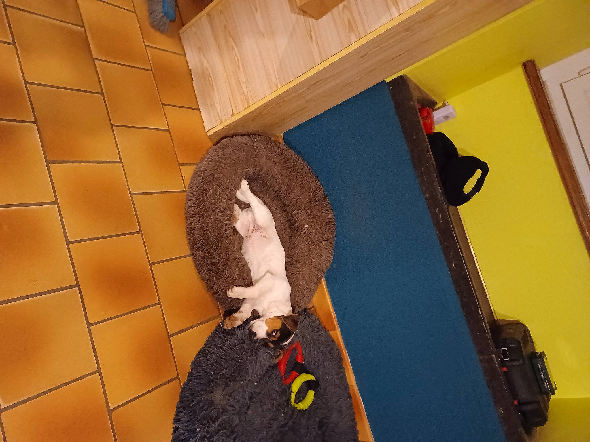 Tyron a rejoint le concours — aidez-le/la à gagner de superbes lots ! art, ceiling, fashion_design, floor, flooring, fun, fur, hardwood, pattern, room, shadow, visual_arts, wood