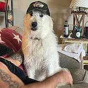 Mr.bo Jangles is registered to the contest to win money with this photo: arm, blanket, bottle, camo_hat, casual, couch, dog, fluffy_dog, furniture, hat, home, indoor, lamp, living_room, pens, pet, portrait, side_table, tattoo, white_dog