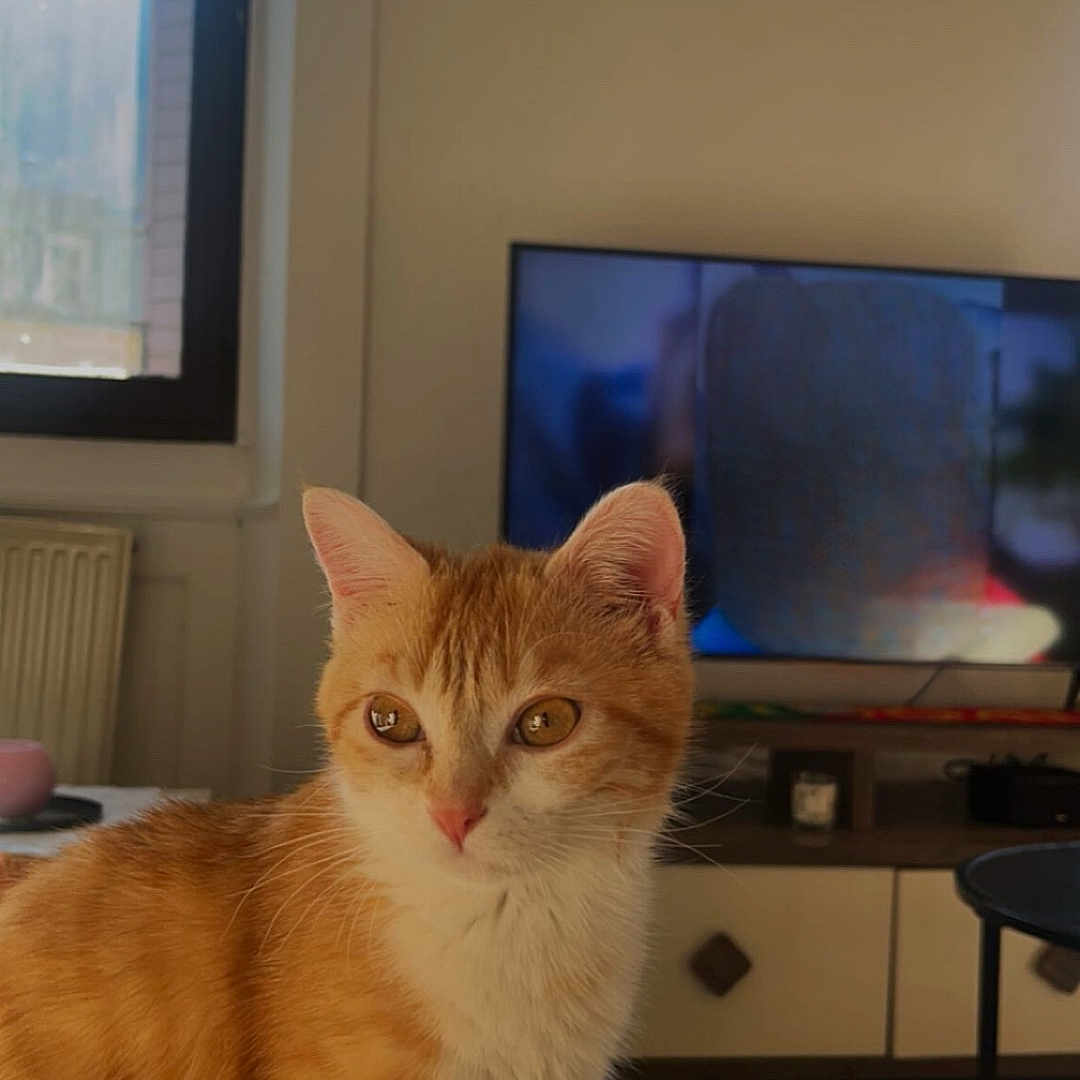 Lua a rejoint le concours — aidez-le/la à gagner de superbes lots ! cat, orange_tabby, white_fur, pet, indoor, couch, window, television, living_room, furniture, domestic_animal, mammal, cute, fur, animal, home, cozy, relaxed, natural_light, curious