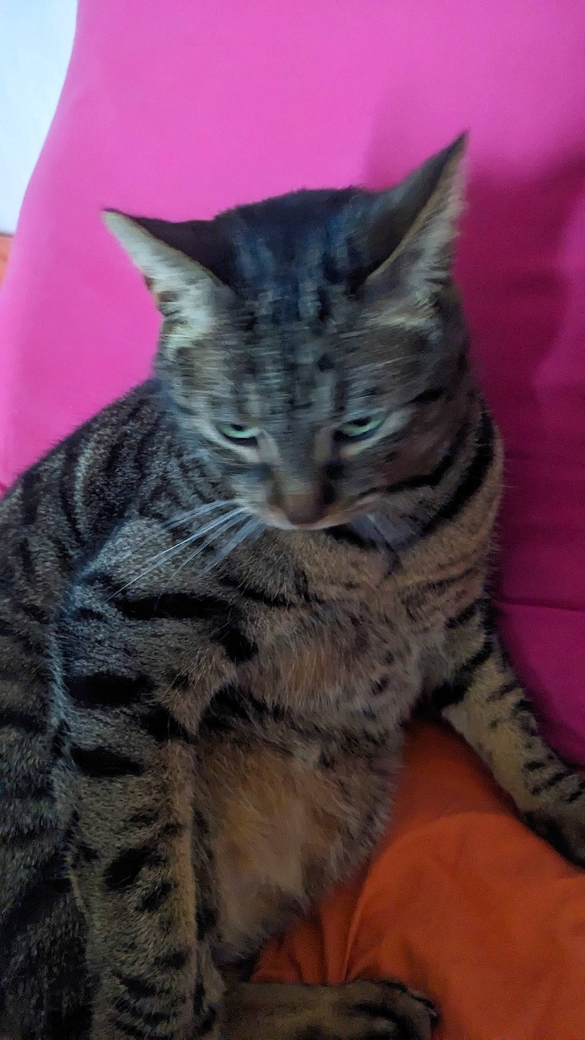 Mikado