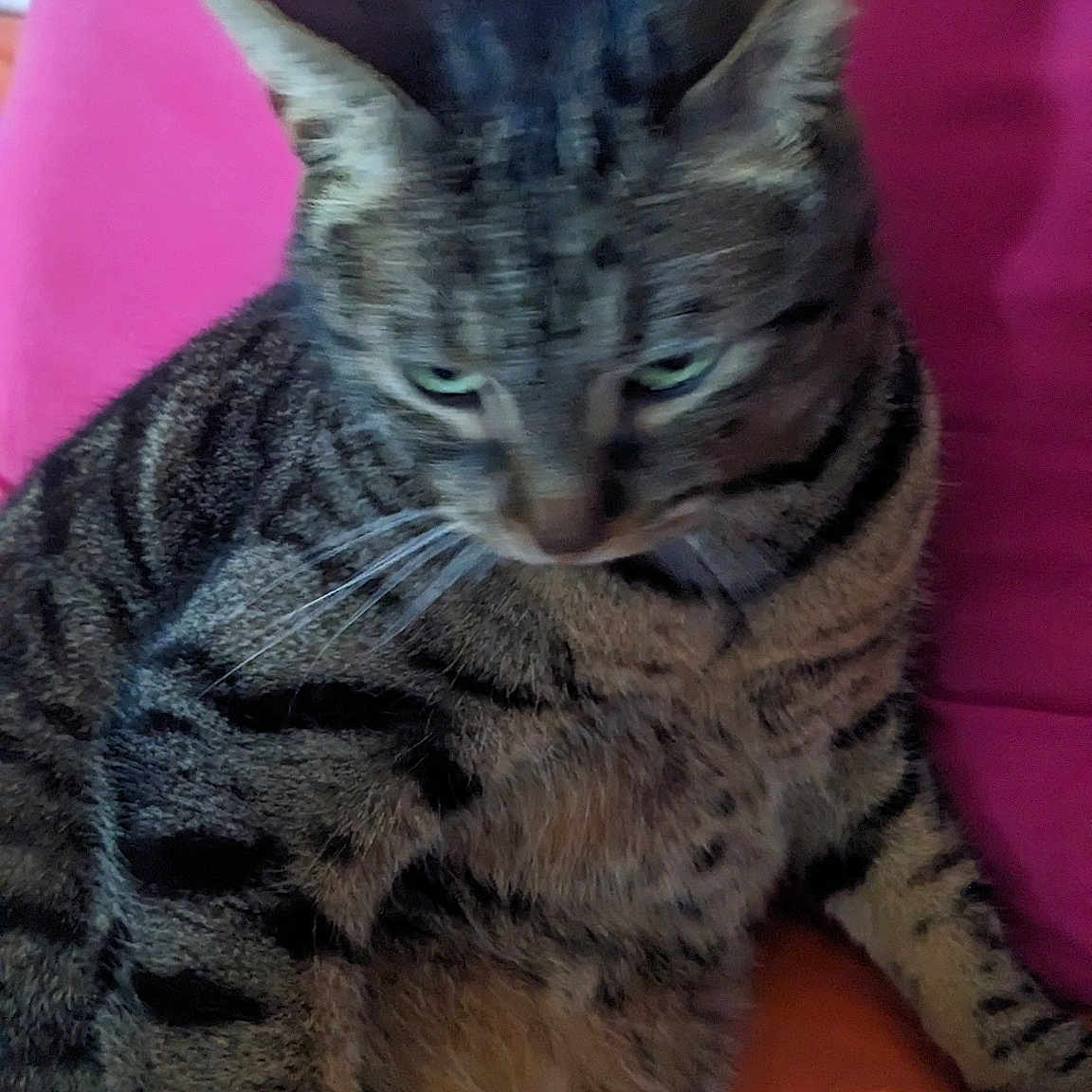 Mikado