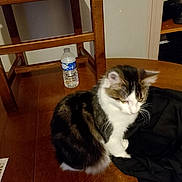 Mikie participe au concours pour gagner de l'argent avec cette photo : animal, black_jacket, cat, curious, domestic, feline, fur, furniture, household, indoor, pet, quiet, resting, room, side_view, sitting, table, water_bottle, wood, wooden_chair