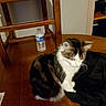 animal, black_jacket, cat, curious, domestic, feline, fur, furniture, household, indoor, pet, quiet, resting, room, side_view, sitting, table, water_bottle, wood, wooden_chair
