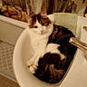Mikie participe au concours pour gagner de l'argent avec cette photo : animal, bathroom, bathtub, black, brown, cat, curled_up, curtain, cute, domestic_animal, feline, fur, indoor, pet, relaxed, sink, tap, tiled_floor, towel, white
