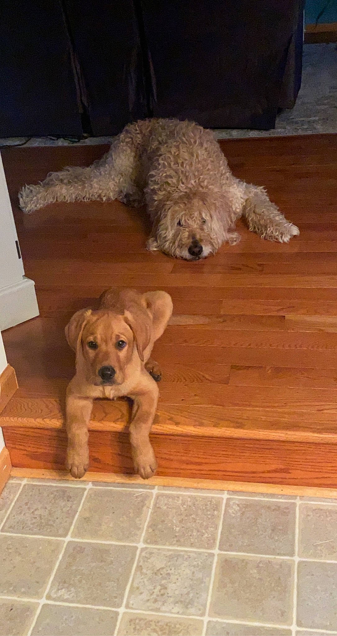 Riggs is registered to the contest to win money with this photo: canidae, carnivore, companion_dog, dog, dog_breed, dog_collar, fawn, floor, flooring, hardwood, plank, poodle, snout, sporting_group, tail, toy_dog, water_dog, wood, wood_stain, working_animal