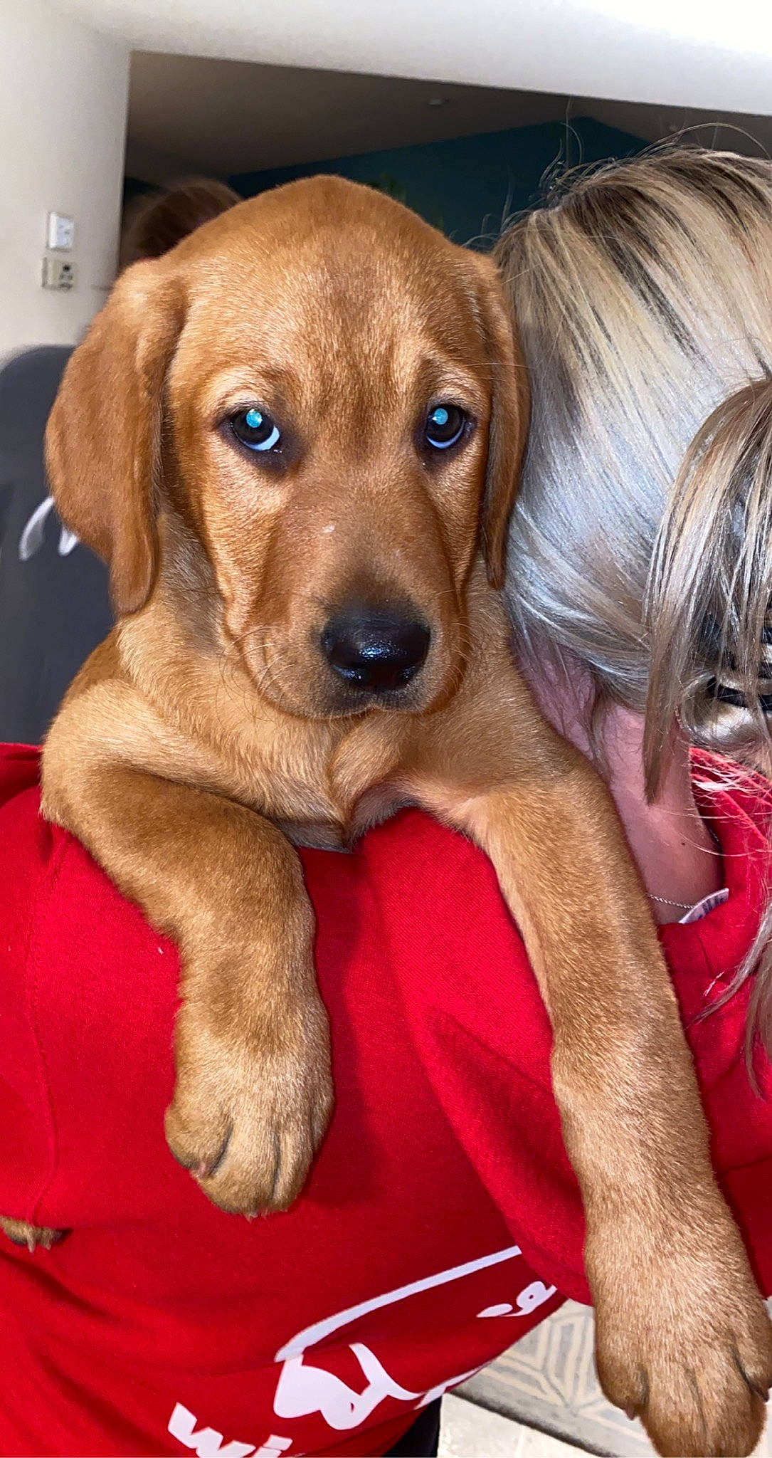 Riggs is registered to the contest to win money with this photo: canidae, carnivore, collar, companion_dog, dog, dog_breed, dog_supply, ear, fawn, fur, hound, hunting_dog, liver, paw, pet_supply, puppy, snout, sporting_group, whiskers, working_animal