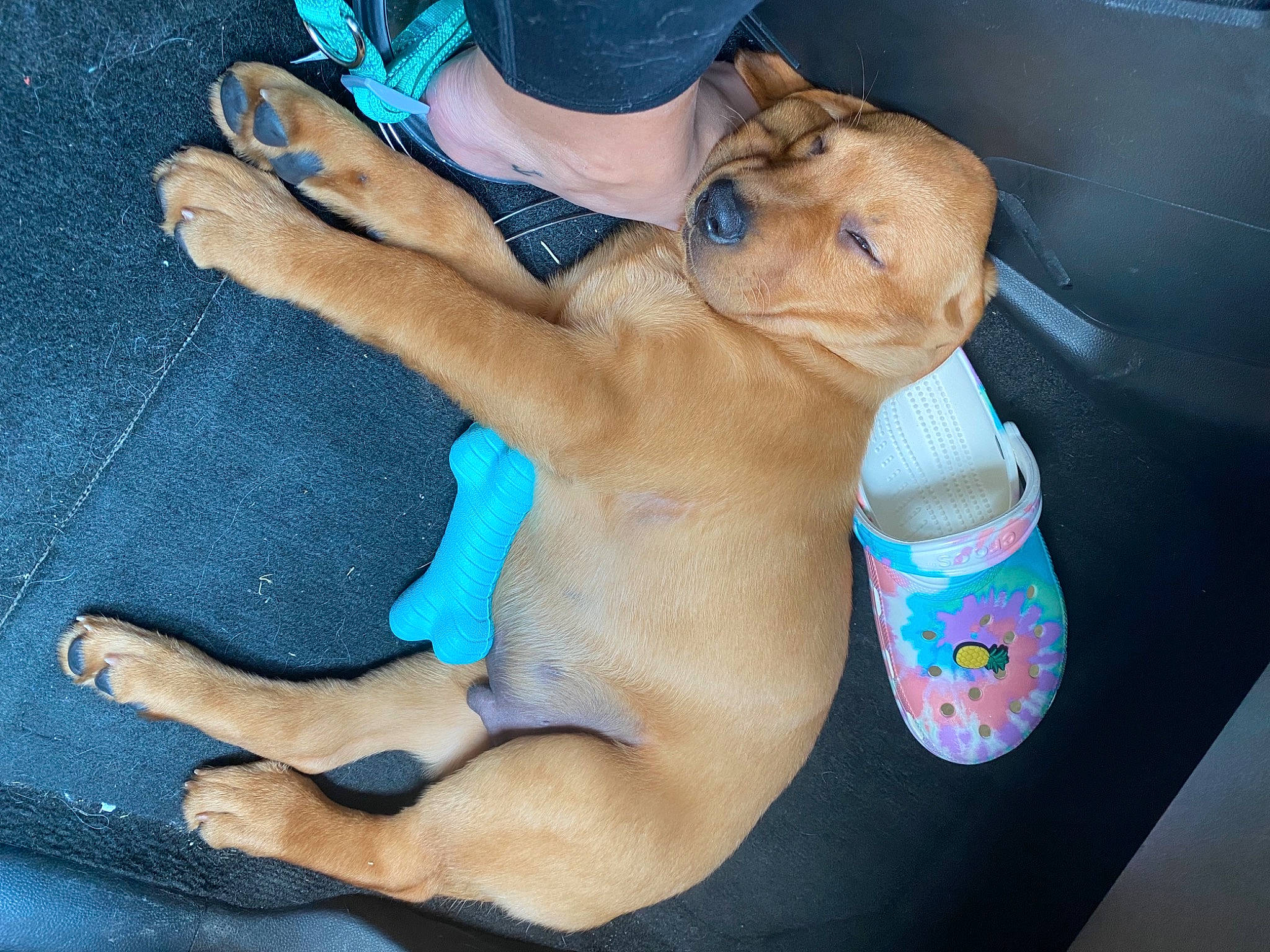 Riggs joined the competition — help win amazing prizes! blue, bottle, canidae, carnivore, chest, companion_dog, dog, dog_breed, electric_blue, fawn, foot, hat, human_leg, nail, plastic_bottle, sporting_group, sun_hat, trunk, water_bottle, wrist