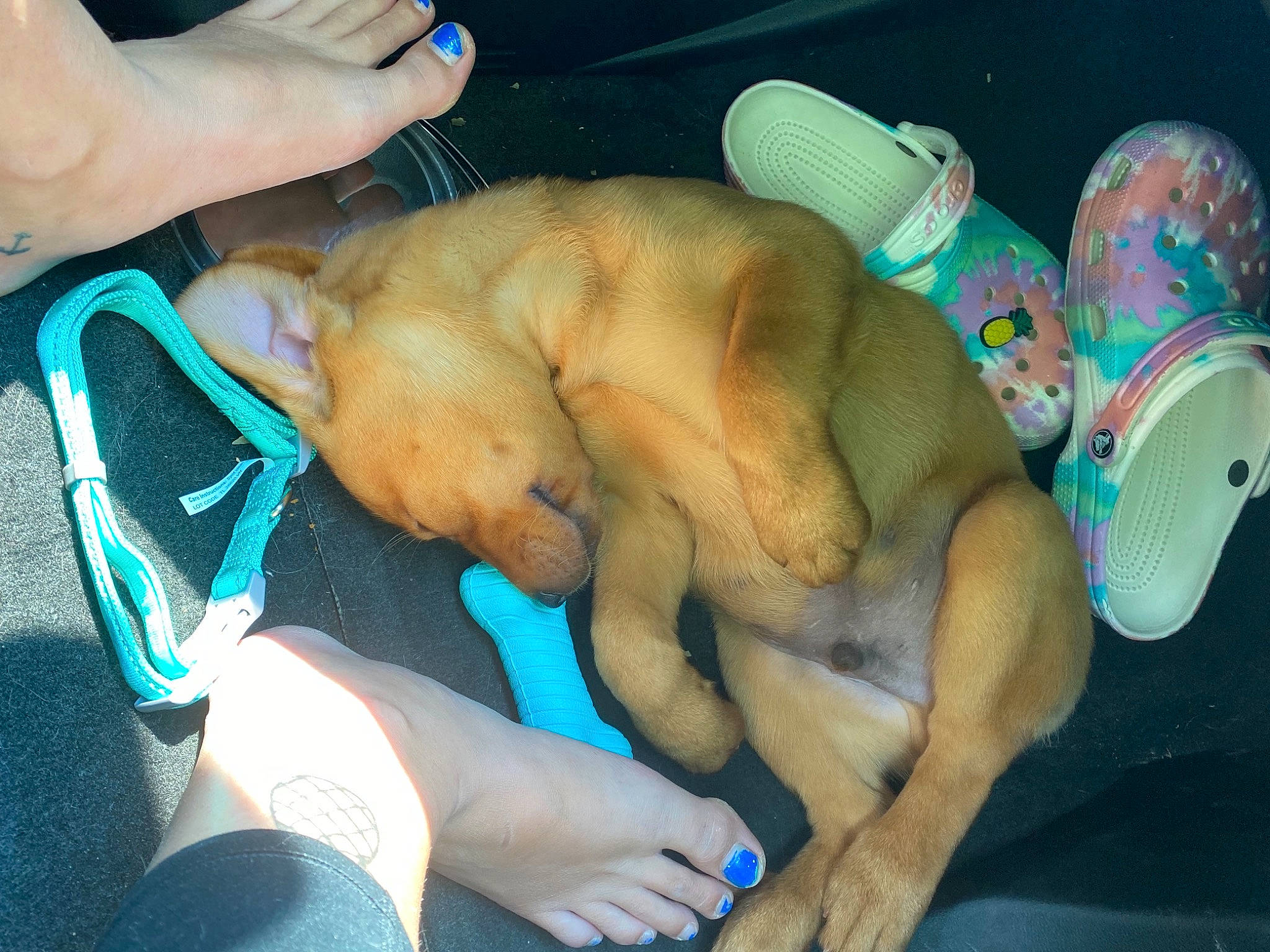 Riggs joined the competition — help win amazing prizes! abdomen, barechested, blue, carnivore, comfort, companion_dog, dog, dog_breed, fawn, finger, foot, hand, human_leg, lap, nail, skin, snout, thigh, thumb, wrist