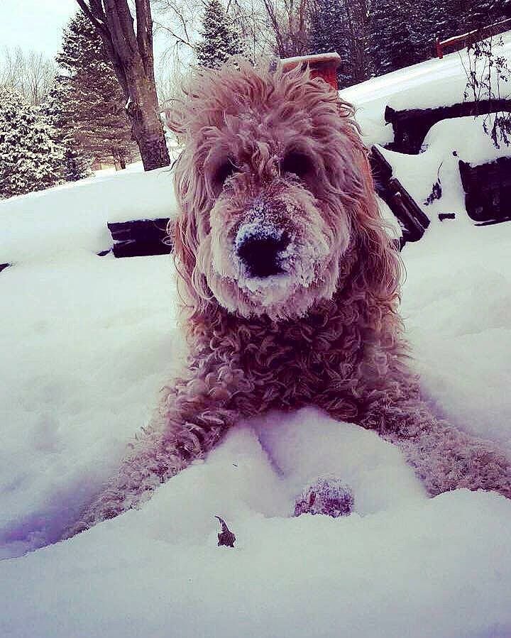 Windsor joined the competition — help win amazing prizes! canidae, carnivore, companion_dog, dog, dog_breed, dog_collar, event, freezing, fur, precipitation, sky, small_terrier, snout, snow, sporting_group, terrier, toy_dog, water_dog, winter, working_animal