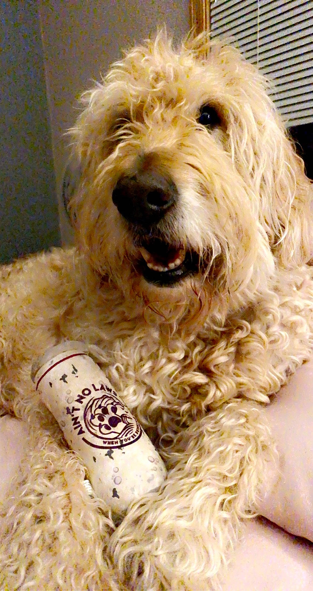 Windsor is registered to the contest to win money with this photo: canidae, carnivore, companion_dog, dog, dog_breed, dog_collar, dog_supply, fur, labradoodle, maltepoo, non_sporting_group, puppy, small_terrier, snout, sporting_group, terrier, toy_dog, water_dog, working_animal, yorkipoo