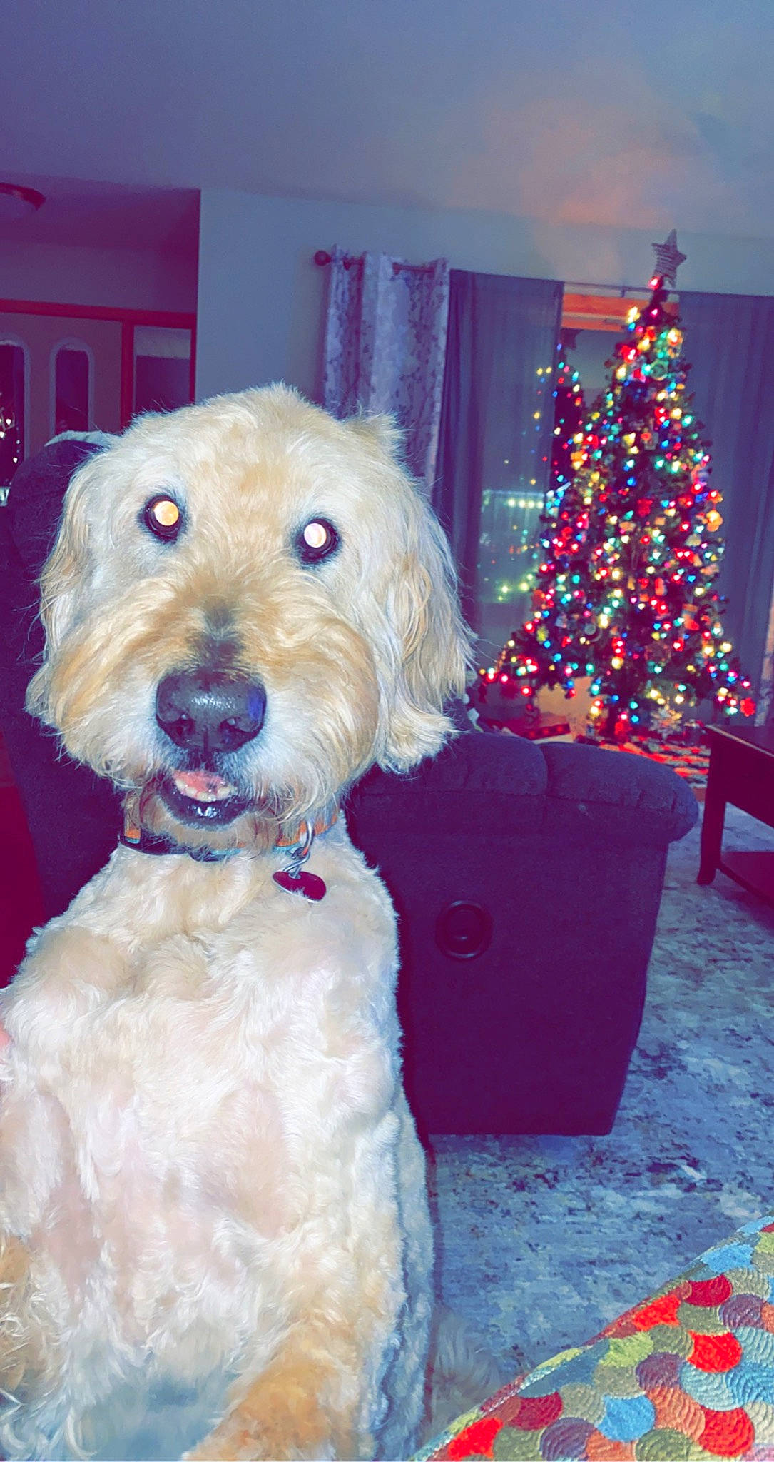 Windsor joined the competition — help win amazing prizes! blue, carnivore, christmas, christmas_decoration, christmas_ornament, christmas_tree, companion_dog, dog, dog_breed, dog_clothes, event, fur, holiday, holiday_ornament, labradoodle, ornament, small_terrier, terrier, toy_dog, working_animal