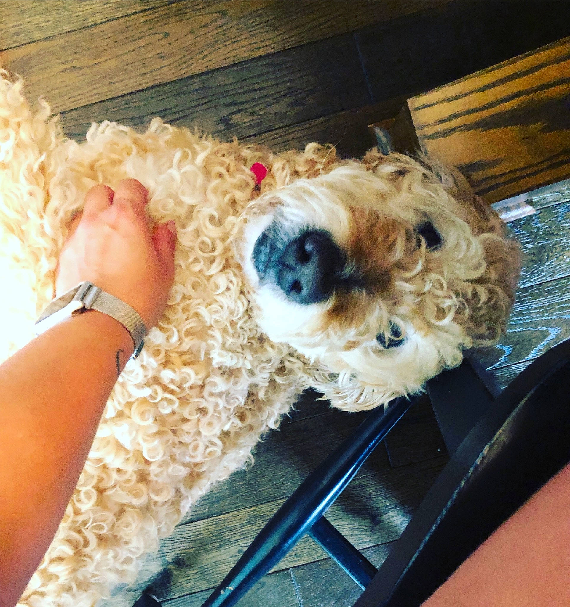 Windsor is registered to the contest to win money with this photo: carnivore, companion_dog, dog, dog_breed, dog_clothes, dog_supply, eyewear, fawn, fur, glasses, goggles, labradoodle, poodle, small_terrier, sporting_group, sunglasses, toy, toy_dog, watch, water_dog