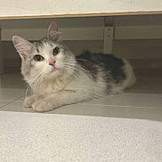 Moon is registered to the contest to win money with this photo: animal, cat, closeup, curious, cute, domestic, ears, feline, floor, fur, household, indoor, laying, looking, mammal, pet, resting, tile, whiskers, young