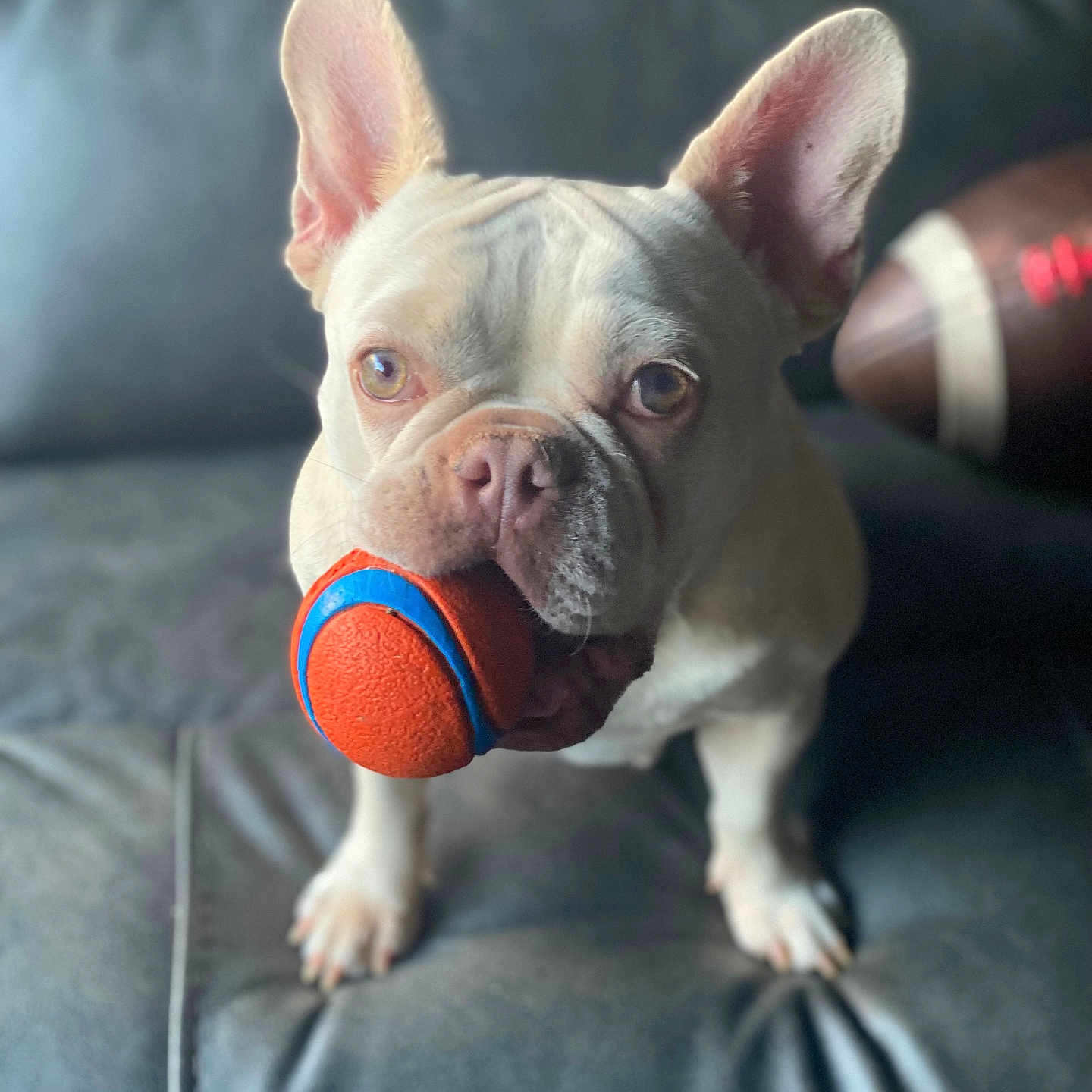 Lil White Pup joined the competition — help win amazing prizes! animal, ball, blurred_background, closeup, companion, cute, dog, domestic, ears, football, french_bulldog, front_view, indoor, leather_couch, pet, pet_toy, playful, snout, toy, white_dog