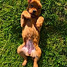 puppy, dog, grass, outdoor, sunlight, pet, cute, animal, lying_down, relaxed, young, fur, nature, playful, adorable, mammal, canine, portrait, summer, greenery