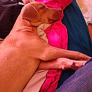 Angel is registered to the contest to win money with this photo: dog, sleeping, bed, blanket, pink, blue, coat, paw, canine, relaxed, indoor, resting, fur, snout, ear, comfort, domestic_animal, animal, pet, jeans