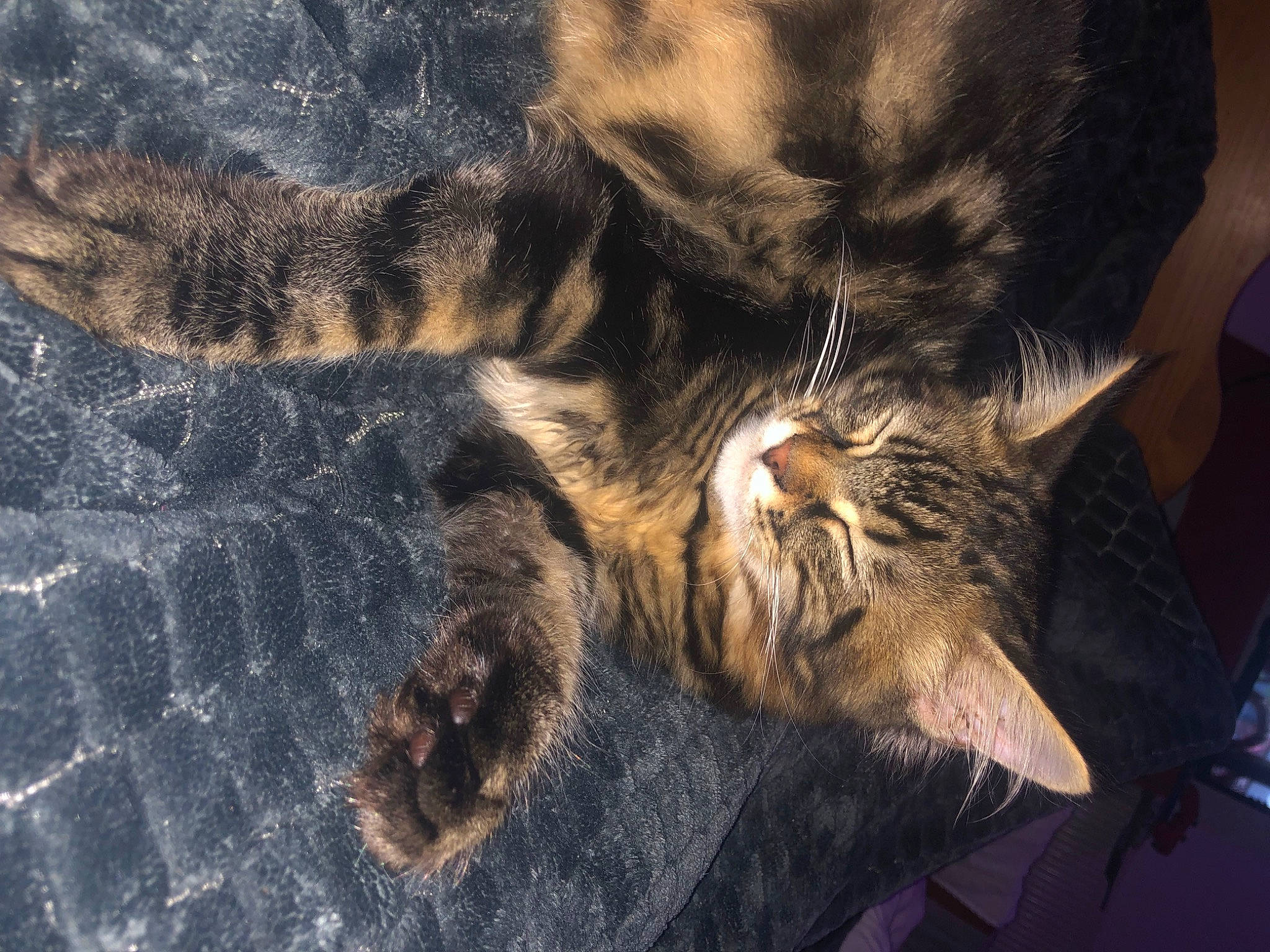 Bouba a rejoint le concours — aidez-le/la à gagner de superbes lots ! carnivore, cat, claw, close_up, comfort, domestic_short_haired_cat, eye, felidae, foot, fur, human_leg, nap, paw, sleep, small_to_medium_sized_cats, snout, tail, terrestrial_animal, whiskers, wildlife