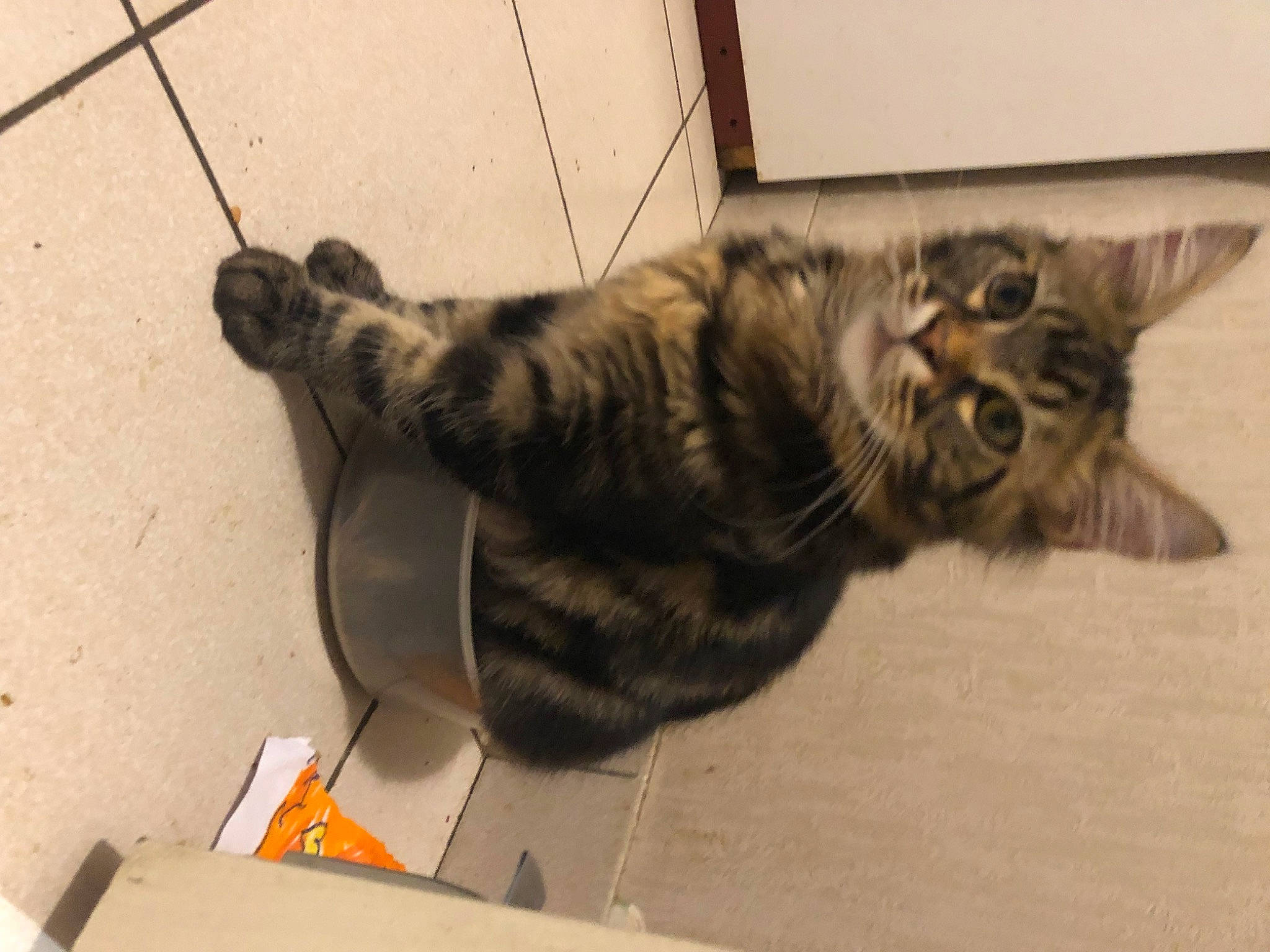 Bouba a rejoint le concours — aidez-le/la à gagner de superbes lots ! carnivore, cat, claw, comfort, domestic_short_haired_cat, felidae, flooring, fur, paw, small_to_medium_sized_cats, snout, tail, terrestrial_animal, whiskers