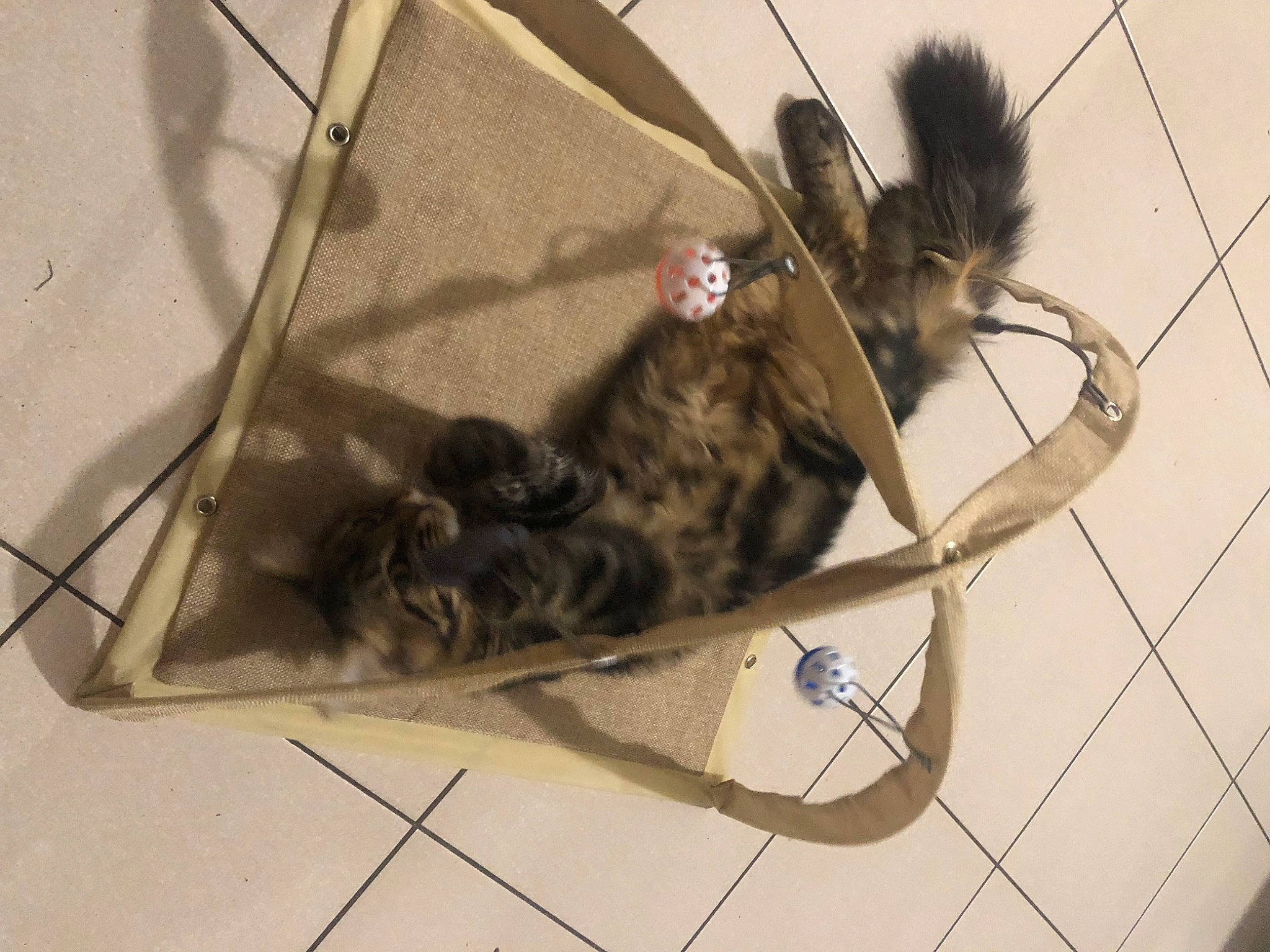 Bouba participe au concours pour gagner de l'argent avec cette photo : audio_equipment, bag, cable, carnivore, cat, collar, domestic_short_haired_cat, fashion_accessory, fawn, felidae, fur, leash, luggage_and_bags, metal, small_to_medium_sized_cats, snout, tail, terrestrial_animal, whiskers, wire