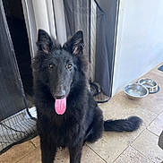 Barry a rejoint le concours — aidez-le/la à gagner de superbes lots ! animal, black_dog, canine, companion, curtains, dog, doorway, ears, floor, friendly, fur, indoor, mesh_screen, metal_bowl, pet, sitting, tail, tile_floor, tongue_out, water_bowl