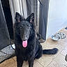 animal, black_dog, canine, companion, curtains, dog, doorway, ears, floor, friendly, fur, indoor, mesh_screen, metal_bowl, pet, sitting, tail, tile_floor, tongue_out, water_bowl