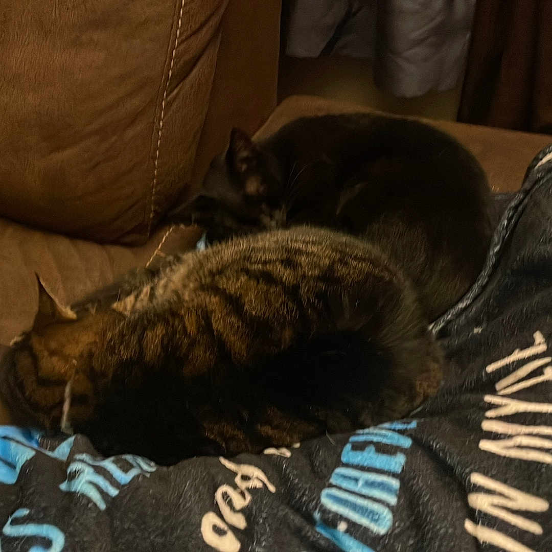 Angel And Stormy joined the competition — help win amazing prizes! animal, architecture, blanket, building, canine, cat, chair, couch, cushion, dog, furniture, homedecor, indoors, kitten, livingroom, manx, person, pet, room, sleeping