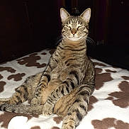 Sylvester joined the competition — help win amazing prizes! cat, tabby_cat, pet, animal, feline, striped, indoor, blanket, brown, white, relaxed, sitting, fur, whiskers, ears, paw, tail, domestic_animal, cute, sleepy