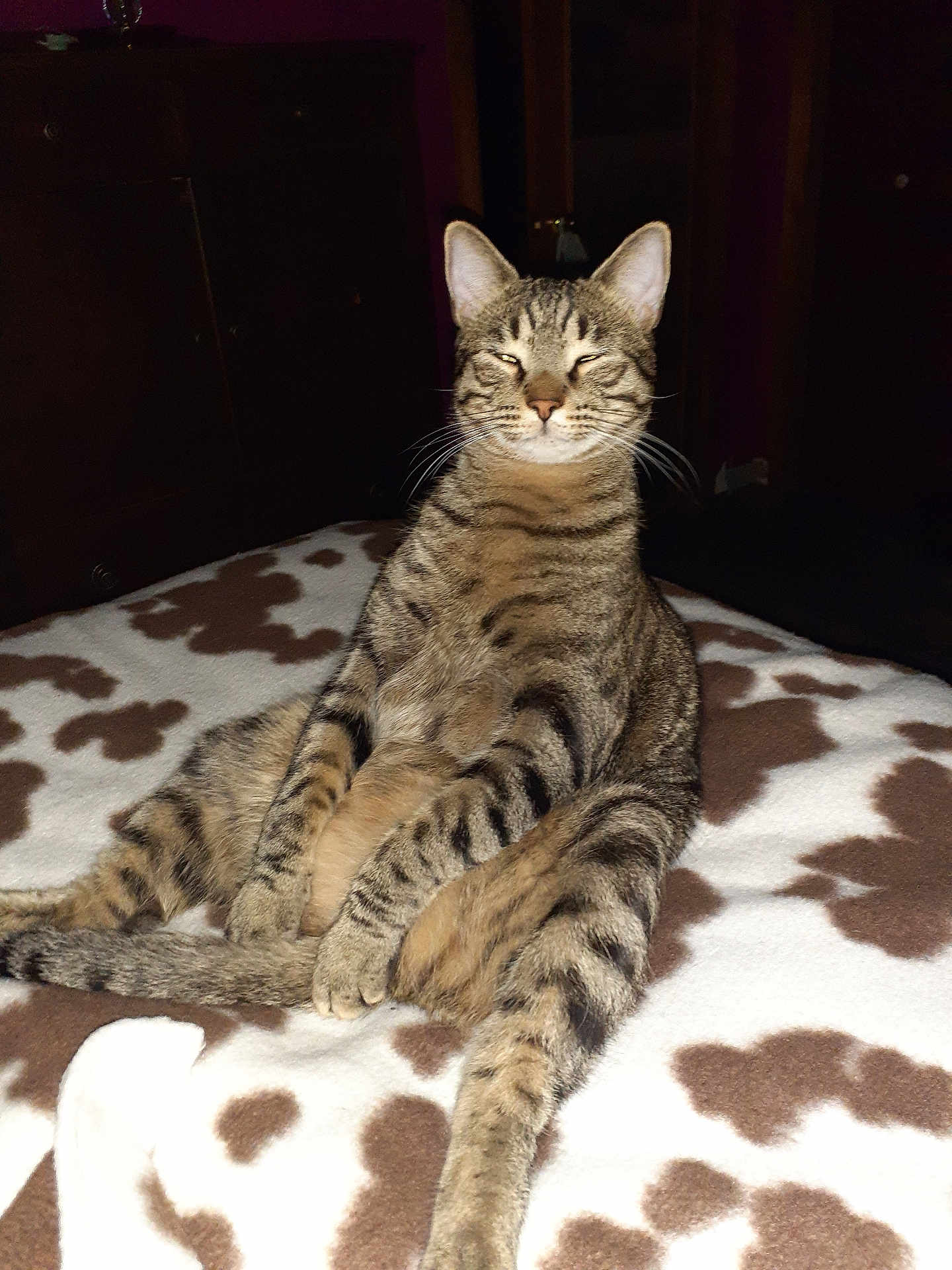 Sylvester joined the competition — help win amazing prizes! cat, tabby_cat, pet, animal, feline, striped, indoor, blanket, brown, white, relaxed, sitting, fur, whiskers, ears, paw, tail, domestic_animal, cute, sleepy