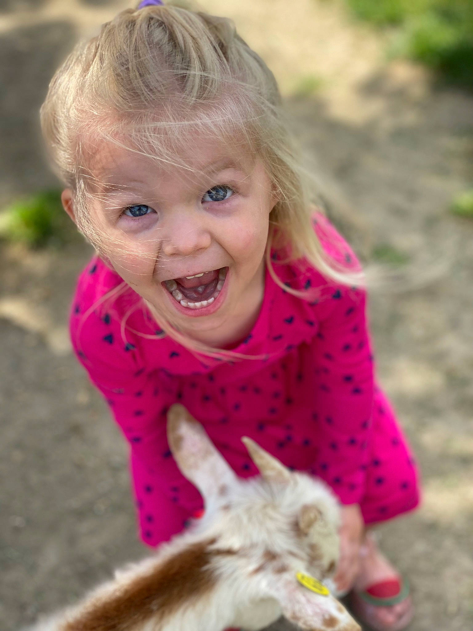 Navy Mae joined the competition — help win amazing prizes! blond, child, facial_expression, fun, grass, happy, kangaroo, laugh, leisure, macropodidae, marsupial, people_in_nature, person, pink, plant, recreation, sitting, smile, soil, toddler