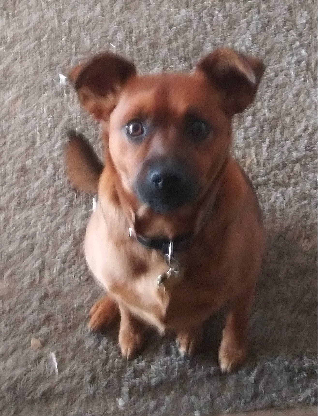 Sam is registered to the contest to win money with this photo: canidae, caramel_color, carnivore, companion_dog, dachshund, dog, dog_breed, fawn, mammal, miniature_pinscher, nose, patterdale_terrier, pinscher, potcake_dog, puppy, rare_breed_dog, snout, sporting_group, street_dog