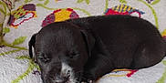 Hunter is registered to the contest to win money with this photo: adorable, animal, black_dog, blanket, closeup, comfort, cozy, cute, fur, indoor, lying_down, owl_pattern, peaceful, pet, puppy, resting, sleeping, small, soft, young