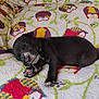 adorable, animal, black_puppy, blanket, comfort, cozy, cute, fur, indoor, nap, owl_pattern, paw, pet, puppy, relaxation, resting, sleeping, small, soft_texture, young