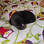 adorable, animal, bed, black_puppy, blanket, comfort, cozy, cute, fluffy, fur, indoor, owl_pattern, peaceful, pet, puppy, resting, sleeping, small, soft, young