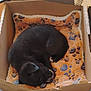 animal, black_dog, blanket, cardboard_box, comfort, cozy, curled_up, cute, dog, fur, home, indoor, nap, paw_print, pet, puppy, resting, sleeping, small, soft