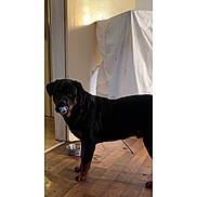 Bruno is registered to the contest to win money with this photo: dog, rottweiler, indoor, wooden_floor, pacifier, pet_bowl, black_coat, brown_coat, animal, standing, domestic, household, shadow, doorway, fabric, drip, light, floor, muzzle, eyes