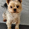 dog, puppy, yorkshire_terrier, small_dog, fluffy, long_hair, tan_fur, white_fur, black_nose, large_ears, portrait, sitting, standing, indoors, sofa, couch, gray_blanket, pet, cute, close_up